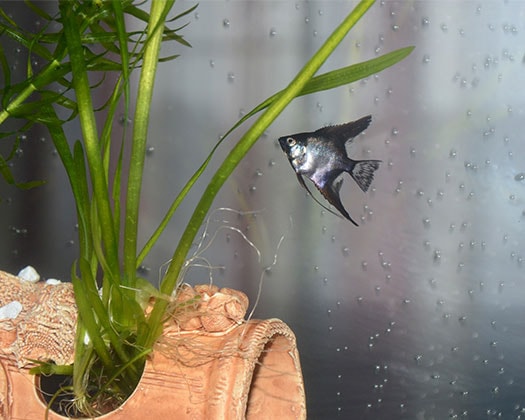 Silberner Fisch im Aquarium