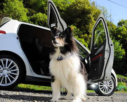 Hund neben Auto vor Abfahrt