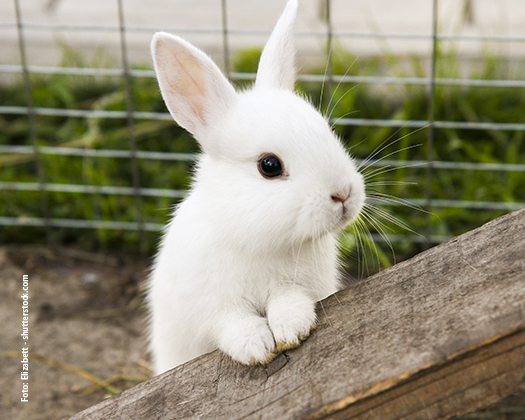 Weißes Kaninchen an Zaun
